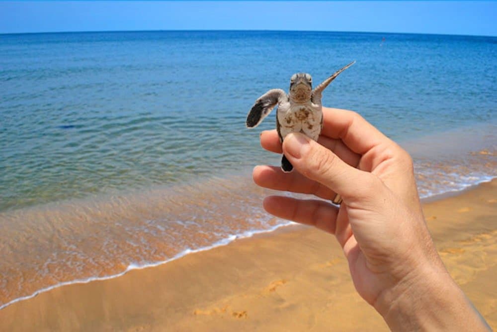 Alagadi Turtle Beach, North Cyprus